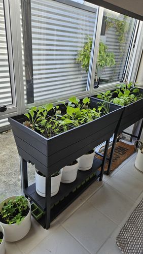 Customer photo review of Keter Urban Bloomer Grey 48L