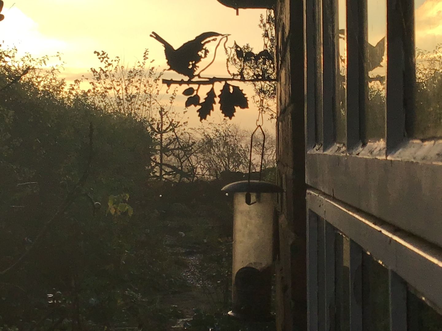 Customer photo review of Great Spotted Woodpecker