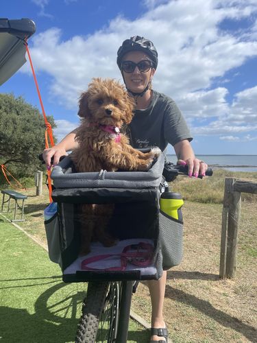 Customer photo review of All In One Pet Carrier Bag | Dog Bike Basket | Backpack for Dogs & Cats | Car Booster Seat