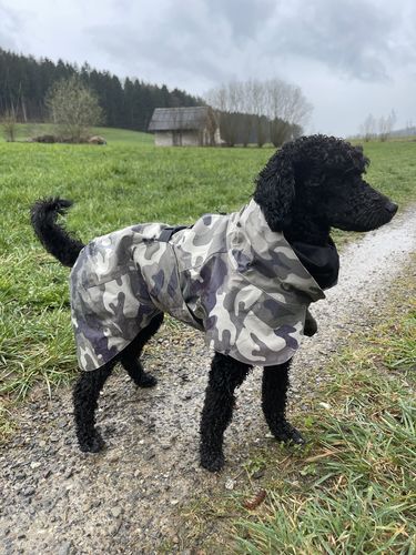 Customer photo review of Recovery Raincoat Camo for Dogs