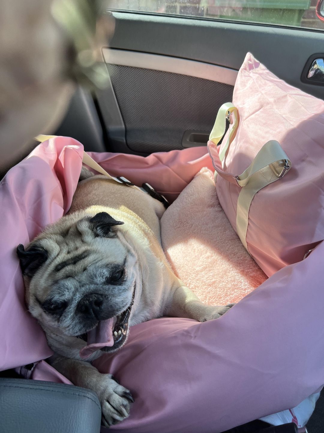 Customer photo review of Panier Pour Chien en Voiture