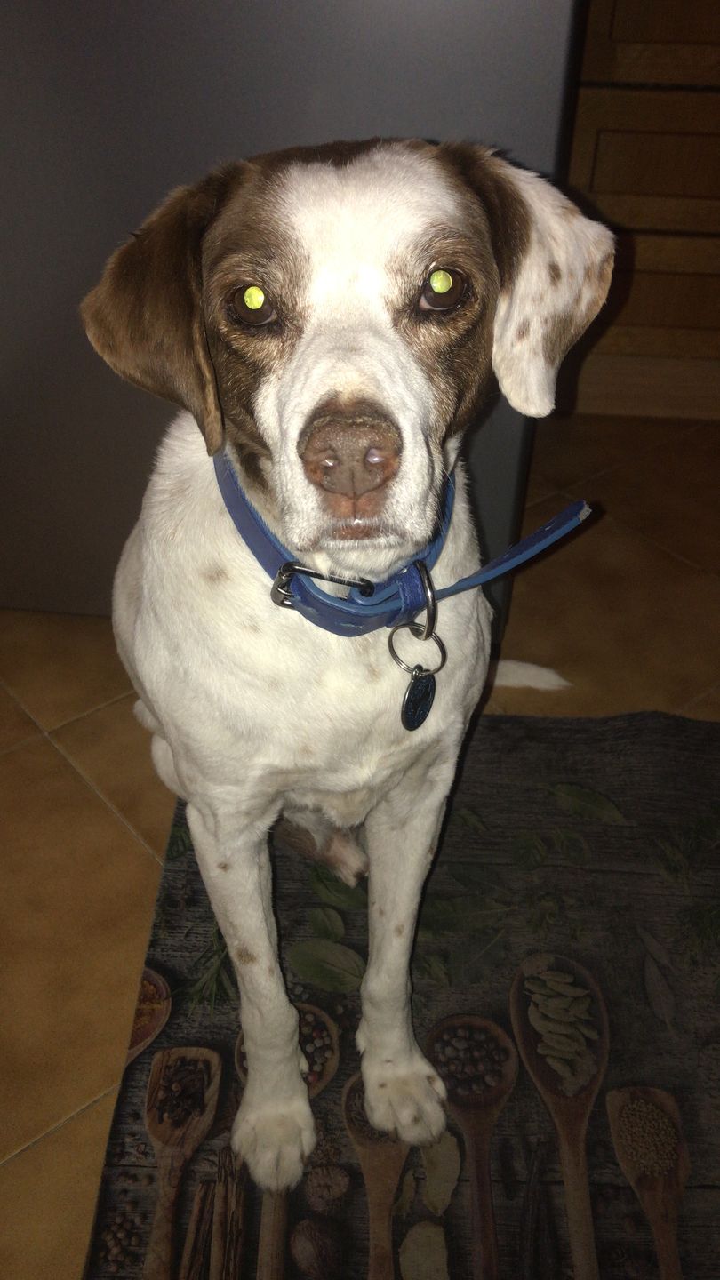 Customer photo review of LEGART POWER (60 cpr) - Forza e vitalità nel cane