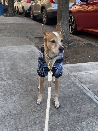 Customer photo review of Playa Poncho - Surprise Color