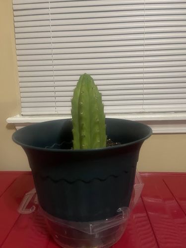 Customer photo review of San Pedro Cactus Cuttings | Trichocereus pachanoi Cuttings