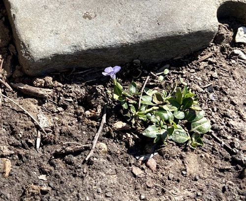 Customer photo review of Vinca Minor Bowles 50 count Flat