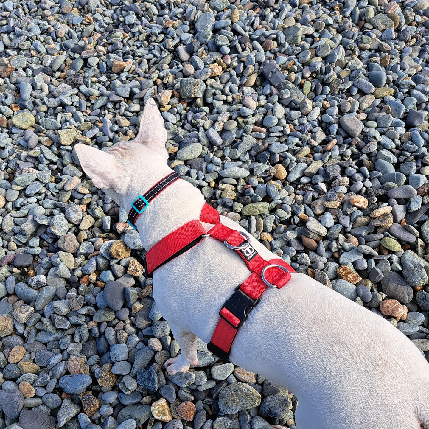 Customer photo review of TRI-Harness® | Anti-Pull, Adjustable & Durable - Dog Trainers Choice - Red v2.0