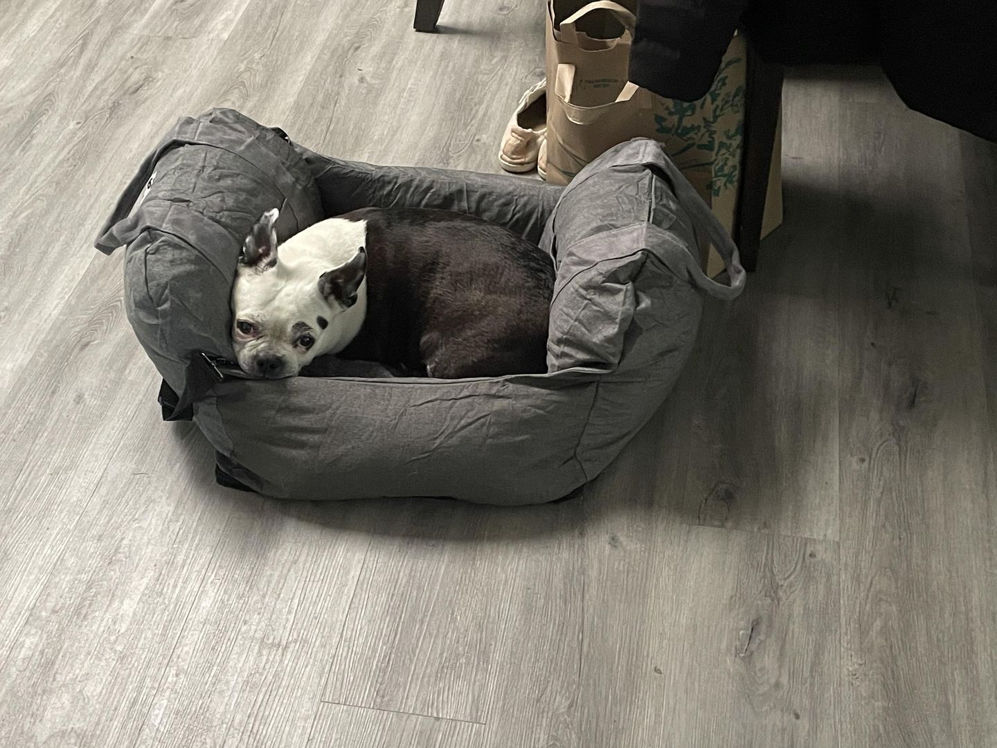 Customer photo review of Panier Pour Chien en Voiture