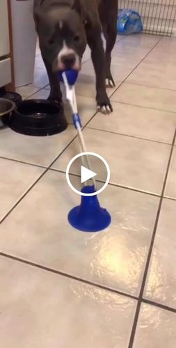 Customer video review of Suction Cup Dog Tug Toy - Keep Your Dog Busy For Hours
