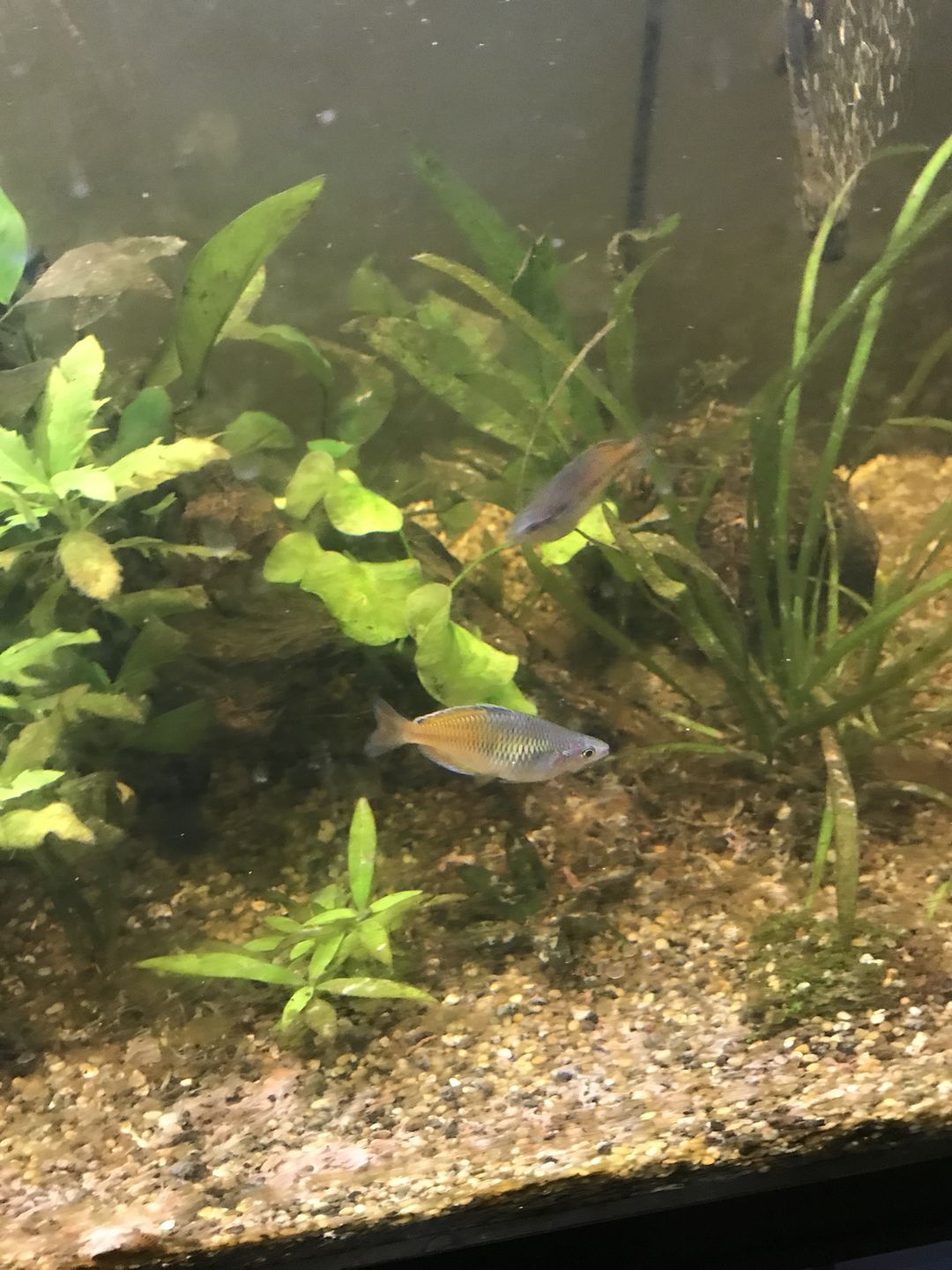 Customer photo review of Xtreme Nano and Fry Food