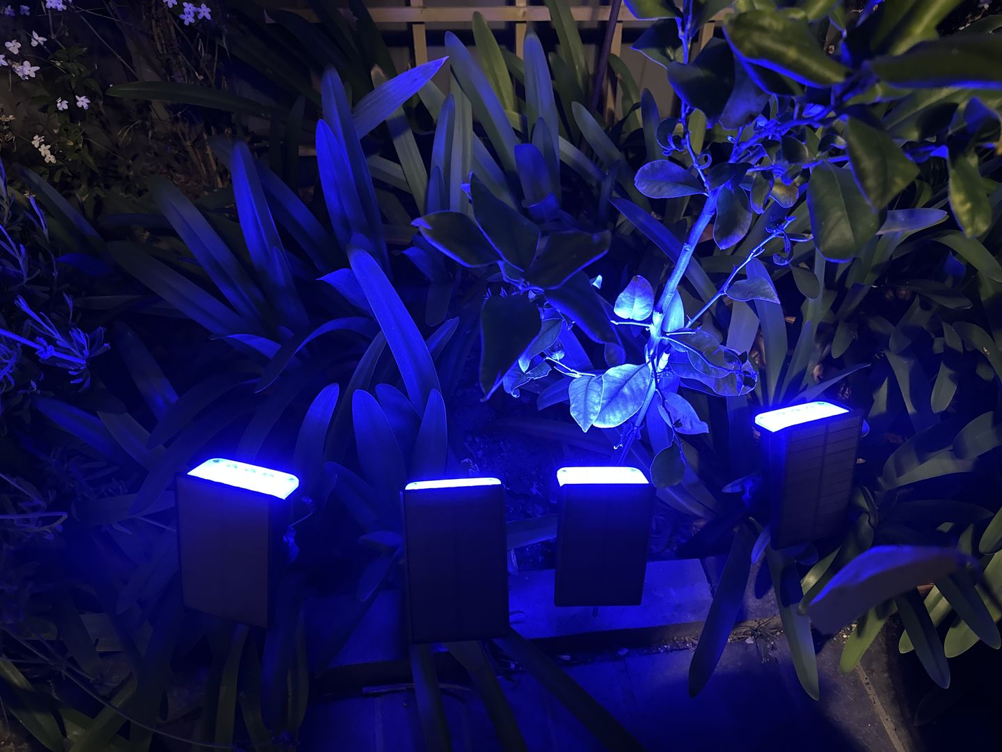Customer photo review of TSUN Solar Landscape Spotlights