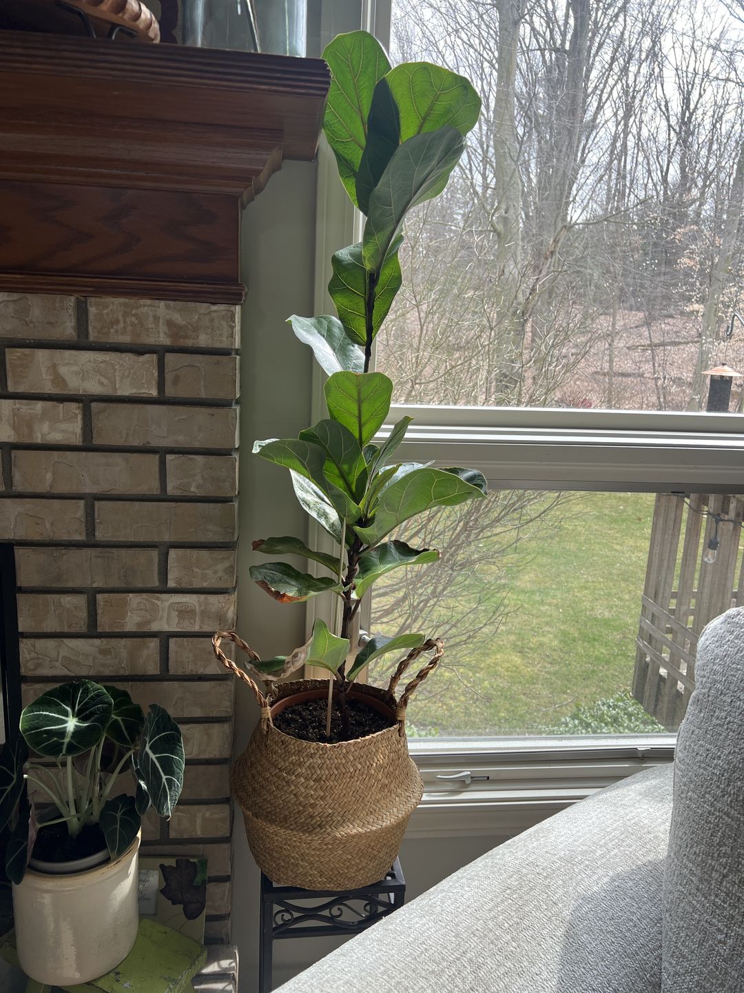 Customer photo review of Fiddle Leaf Fig Guide
