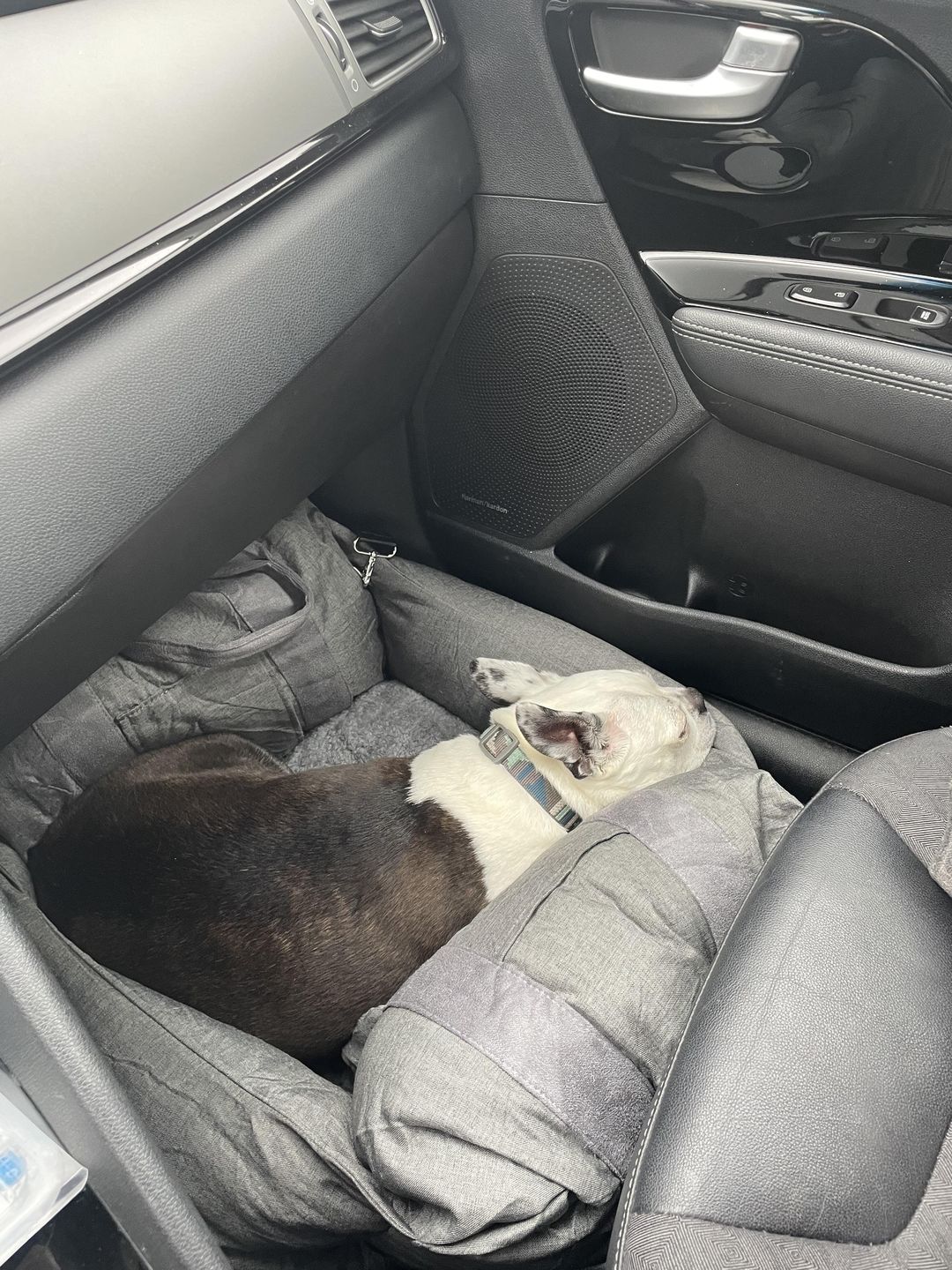Customer photo review of Panier Pour Chien en Voiture