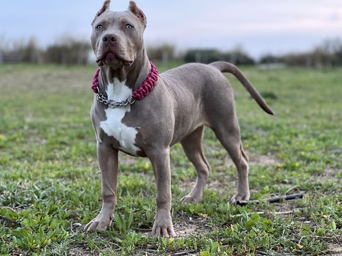 Customer photo review of COLLIER + LAISSE "PINK ARMY"