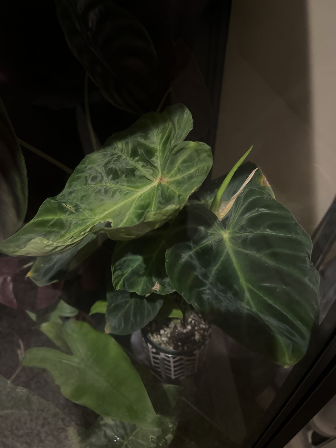 Customer photo review of 3" Philodendron verrucosum