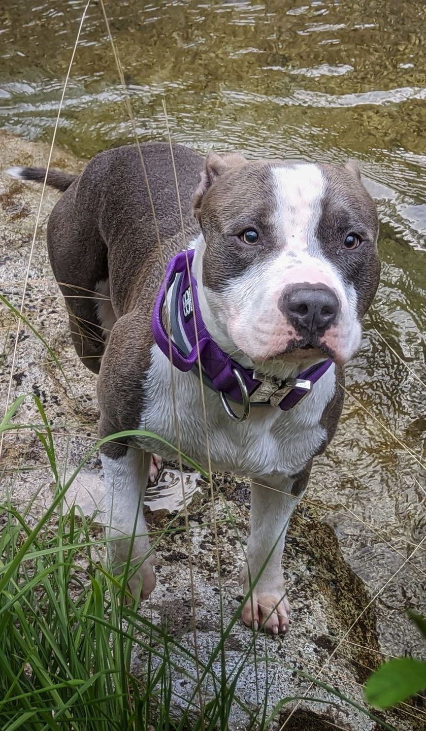 Customer photo review of 1.4m Swivel Combat Lead | Neoprene Lined, Secure Rated Clip with Soft Handle - Purple