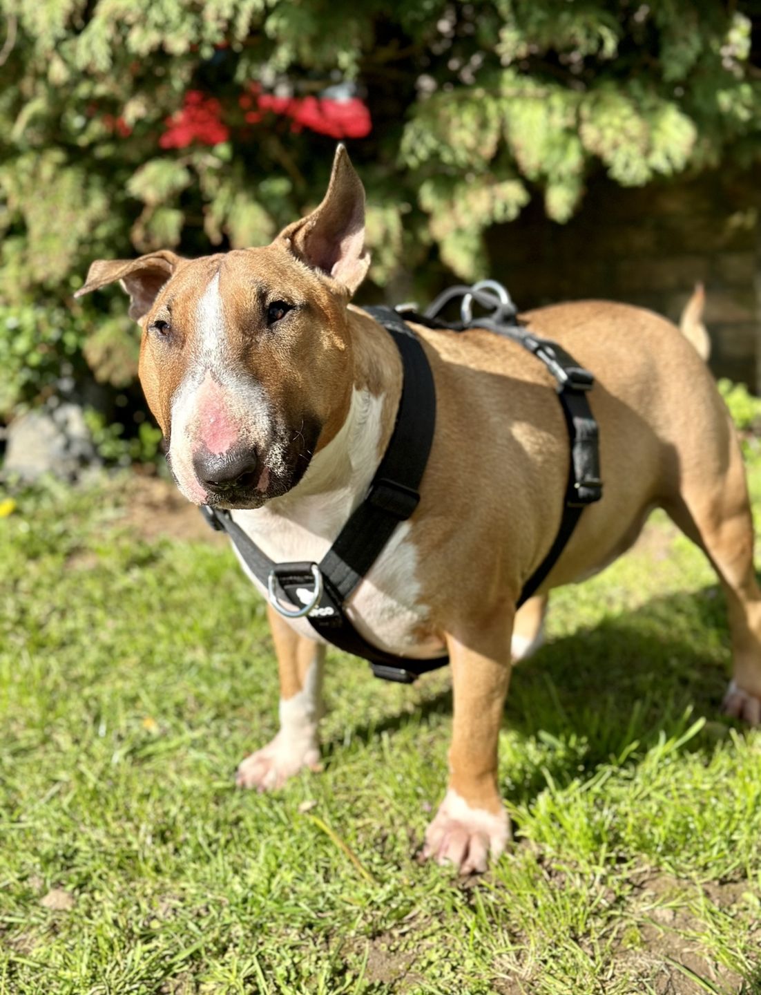 Customer photo review of Ultra Harness - Anti pull - Black