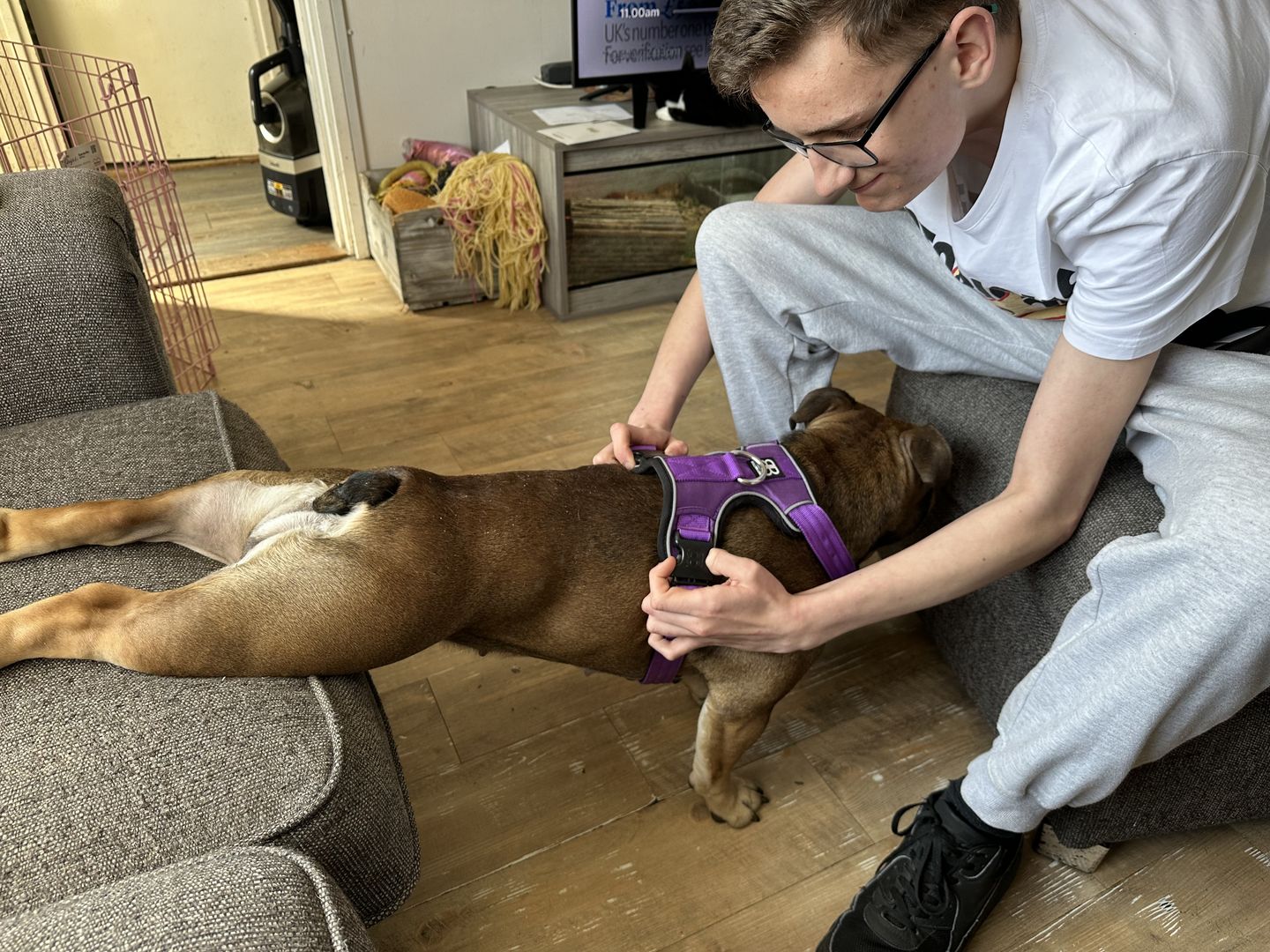 Customer photo review of Premium Comfort Harness | Non Restrictive & Adjustable - Purple