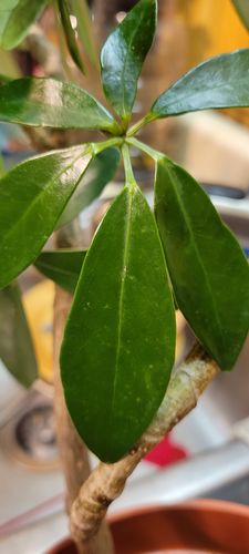 Customer photo review of Houseplant Insecticide w/ Neem