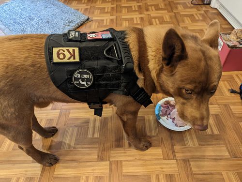 Customer photo review of Classic Heavy-Duty Tactical No-Pull Team K9™ Dog Harness With Front & Back D-Rings, Quick-Release Metal-Buckles, Hook & Loop Panels, & Top Handle
