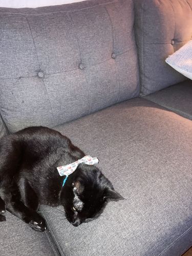 undefined review of Stud Muffin Bow Tie for Dog and Cat Collar image 1 out of 1