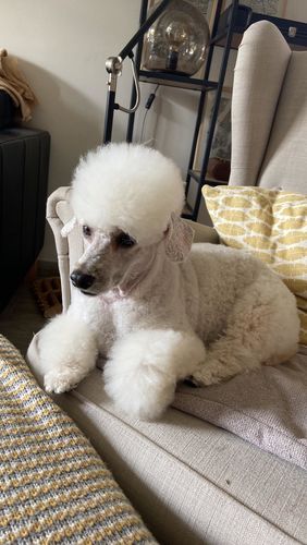 Customer photo review of I'm So Fantastic Conditioner