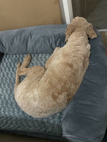 Customer photo review of PaWz Pet Sofa Bed