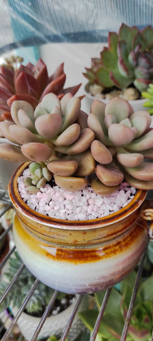 Customer photo review of Graptoveria 'avant-garde'