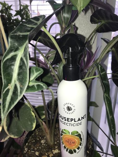 Customer photo review of Houseplant Insecticide w/ Neem