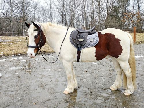 Customer photo review of Grey velvet jumping saddle pad