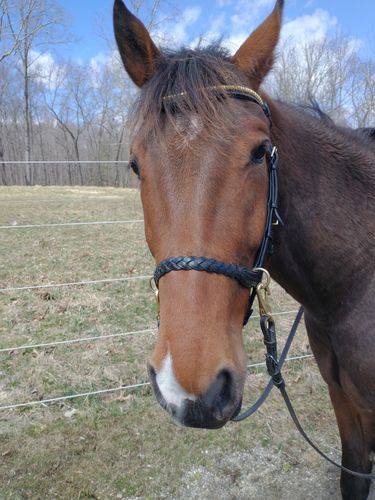 Customer photo review of Klinker Browband