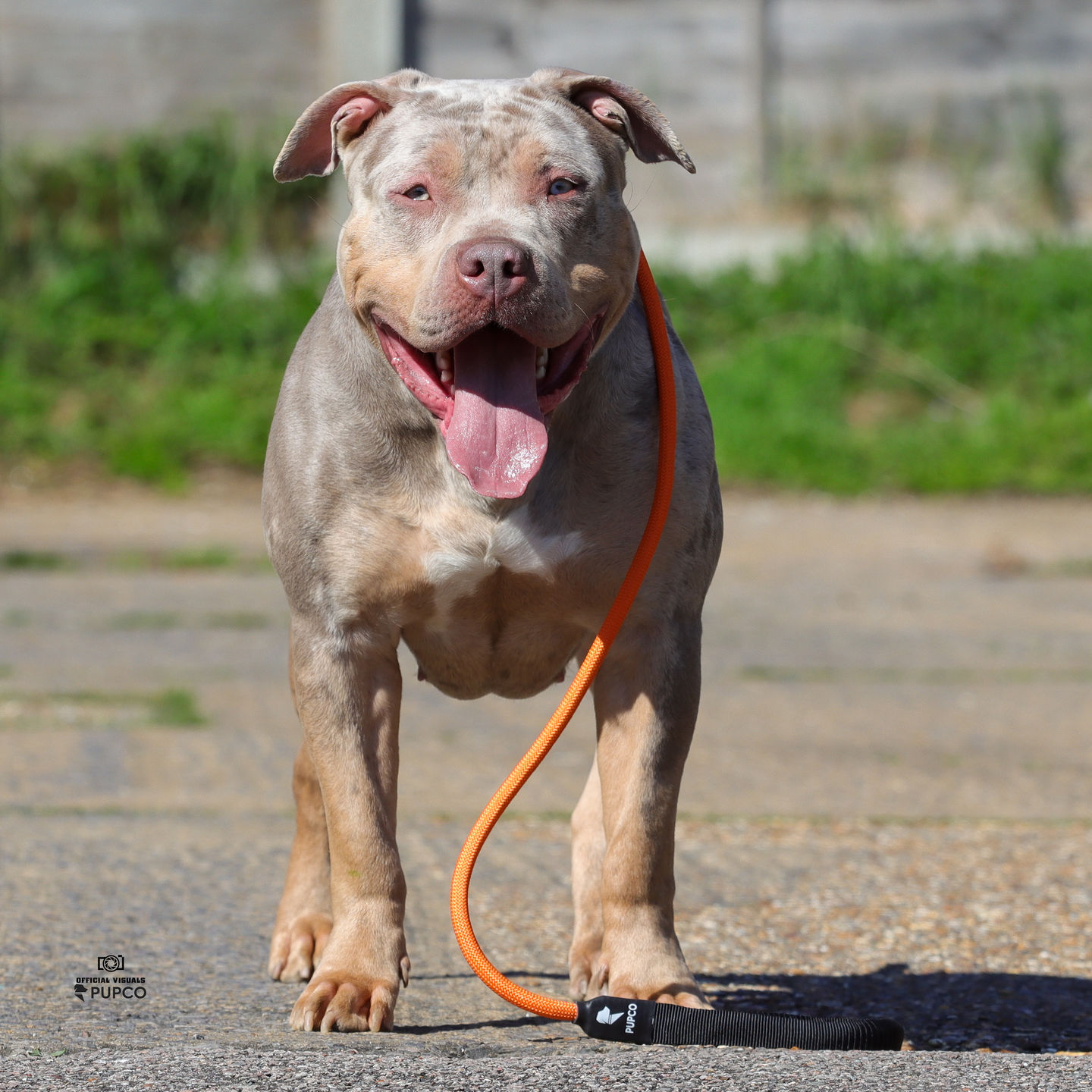 Customer photo review of Slip rope lead - Orange