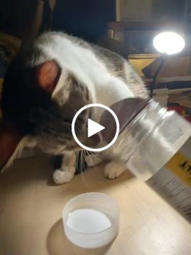 Customer video review of By Cat 喵洽普 貓咪凍乾零食 - 鱈魚 鮭魚 馬肉 牛肝 雞胸肉 毛鱗魚