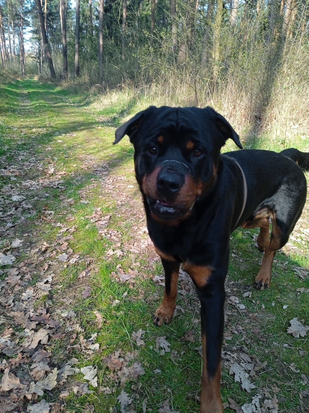 Customer photo review of PREMIUM Hundeleine gepolstert 2 & 3 Meter verstellbar | Kennfäden