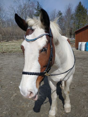 Customer photo review of Odessa Bonita multi bridle - plain leather bitstrap