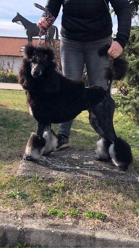 Customer photo review of I'm So Fantastic Shampoo