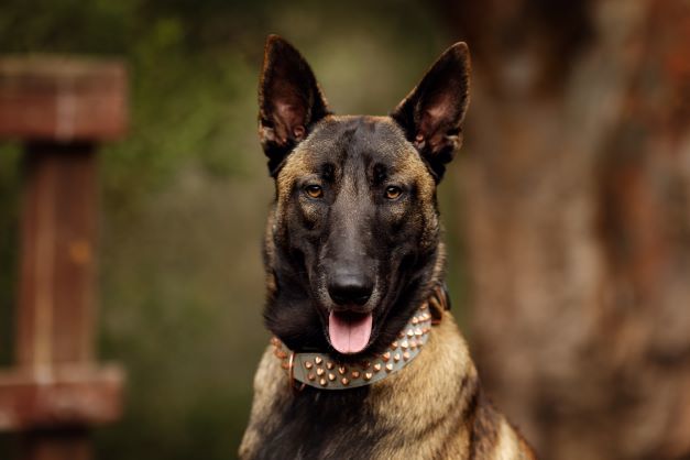 Customer photo review of Hand Made Leather Dog Collar - Imperial Baby Blue & Rose Gold (Wide Fit)