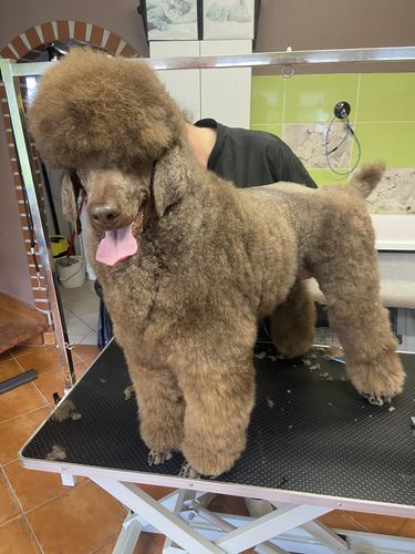 Customer photo review of Look at Me, I'm Tangle Free