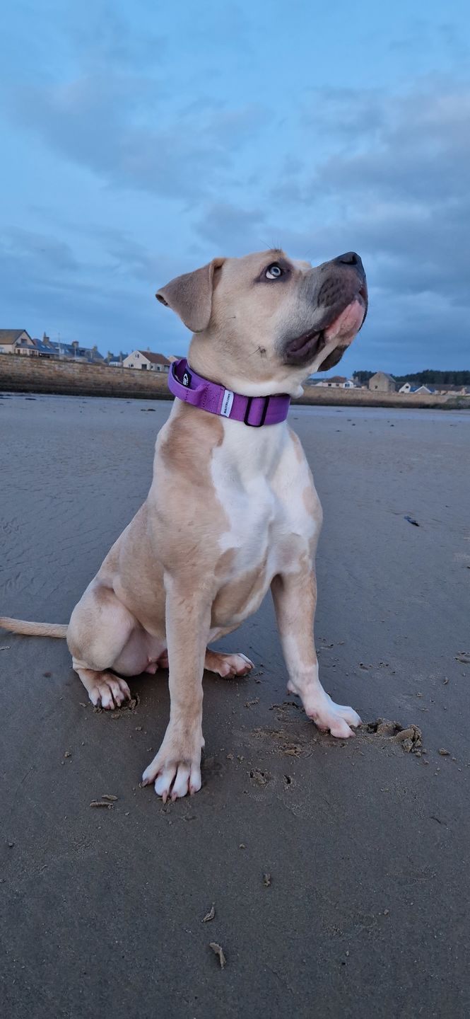 Customer photo review of 4cm Combat® Collar | With Handle & Rated Clip - Purple v2.0