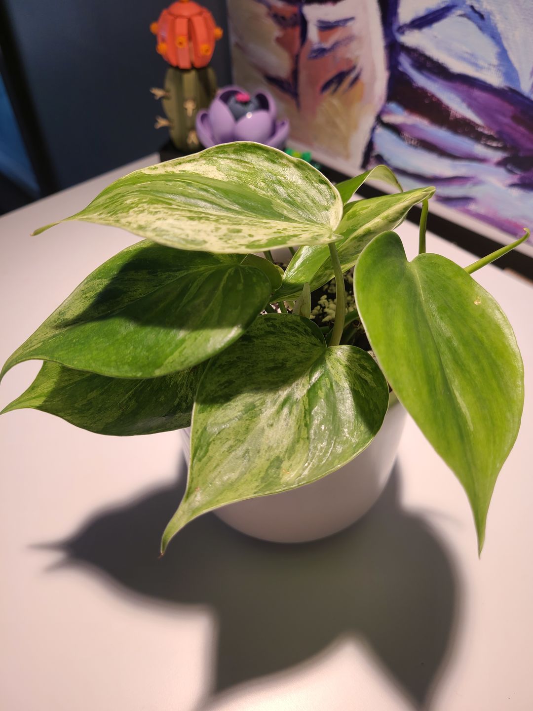 Customer photo review of 3" Philodendron hederaceum variegata