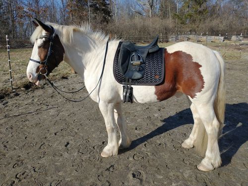 Customer photo review of Onyx and Golden Brown satin dressage saddle pad