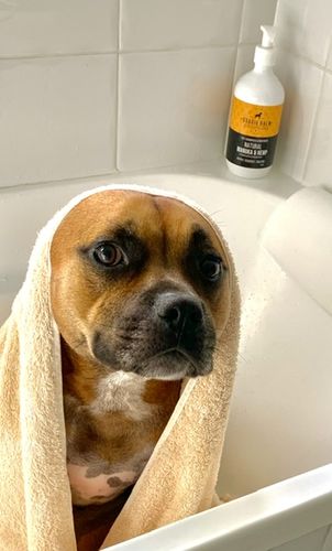 Customer photo review of DoggieBalm Natural Manuka & Hemp Shampoo and Conditioner