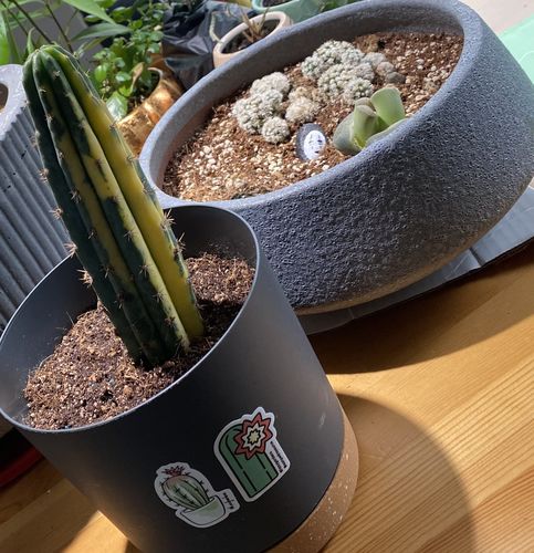 Customer photo review of Variegated San Pedro Cactus | Trichocereus pachanoi variegata