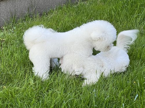 Customer photo review of I'm So Fantastic Conditioner