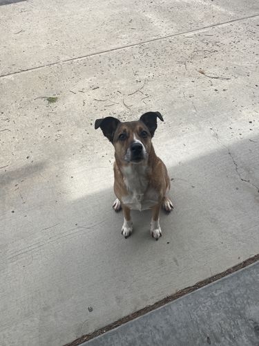 Customer photo review of Not As Ruff CBD Pet Oil - 250mg