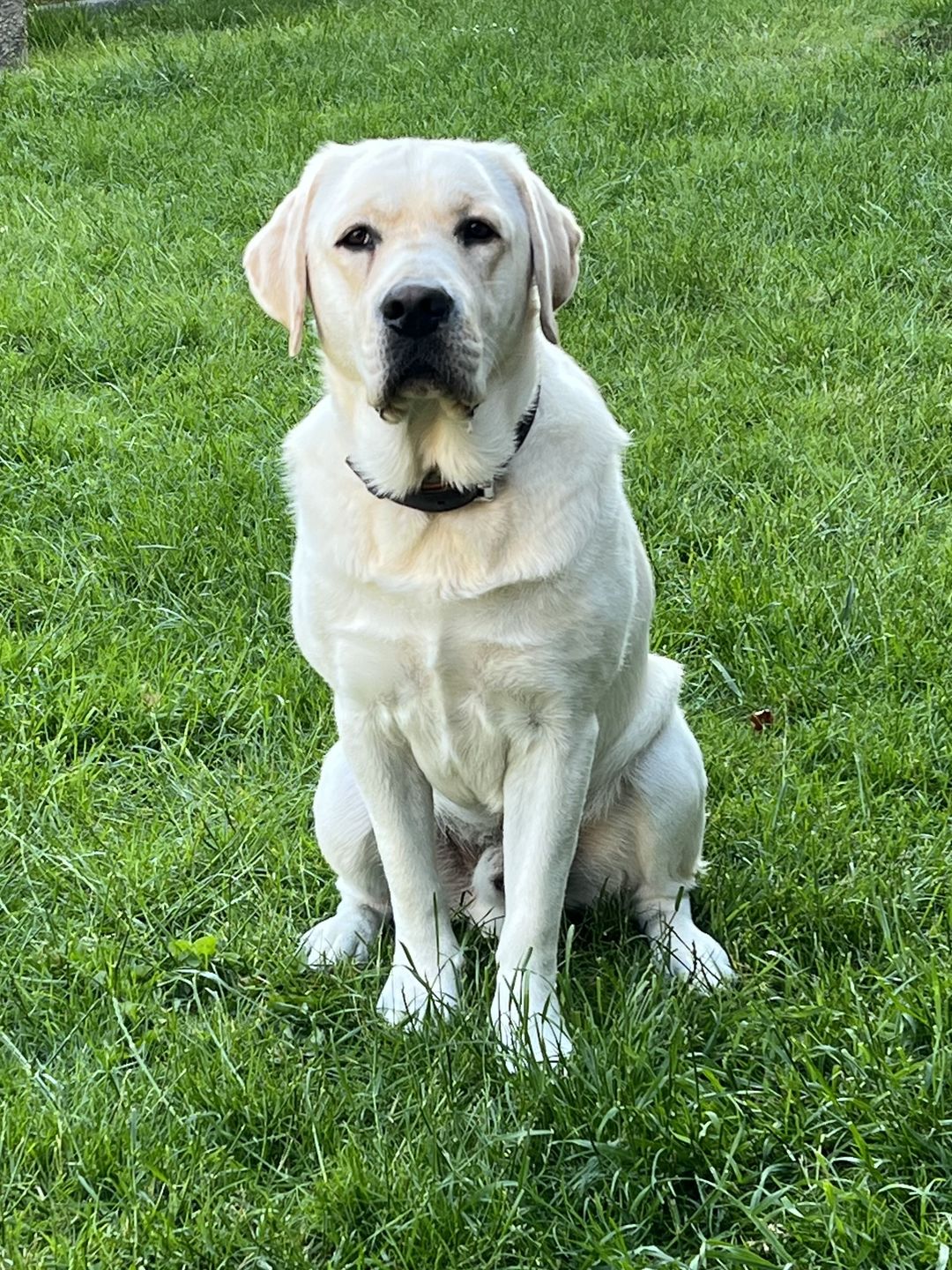 Customer photo review of Dr.Clauder's Hyposensitive All Breed And & Kartofler 11,5kg