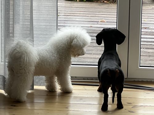 Customer photo review of I'm So Puffy Shampoo