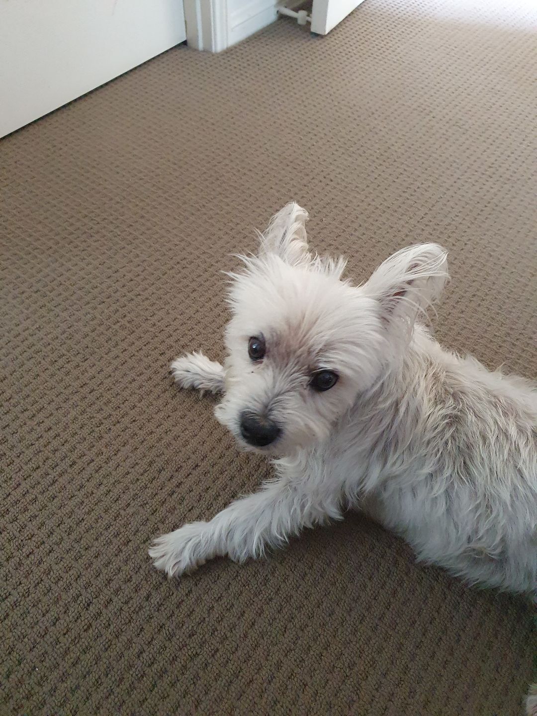 Customer photo review of New Hemp Seed Oil for Large Dogs (500ml)