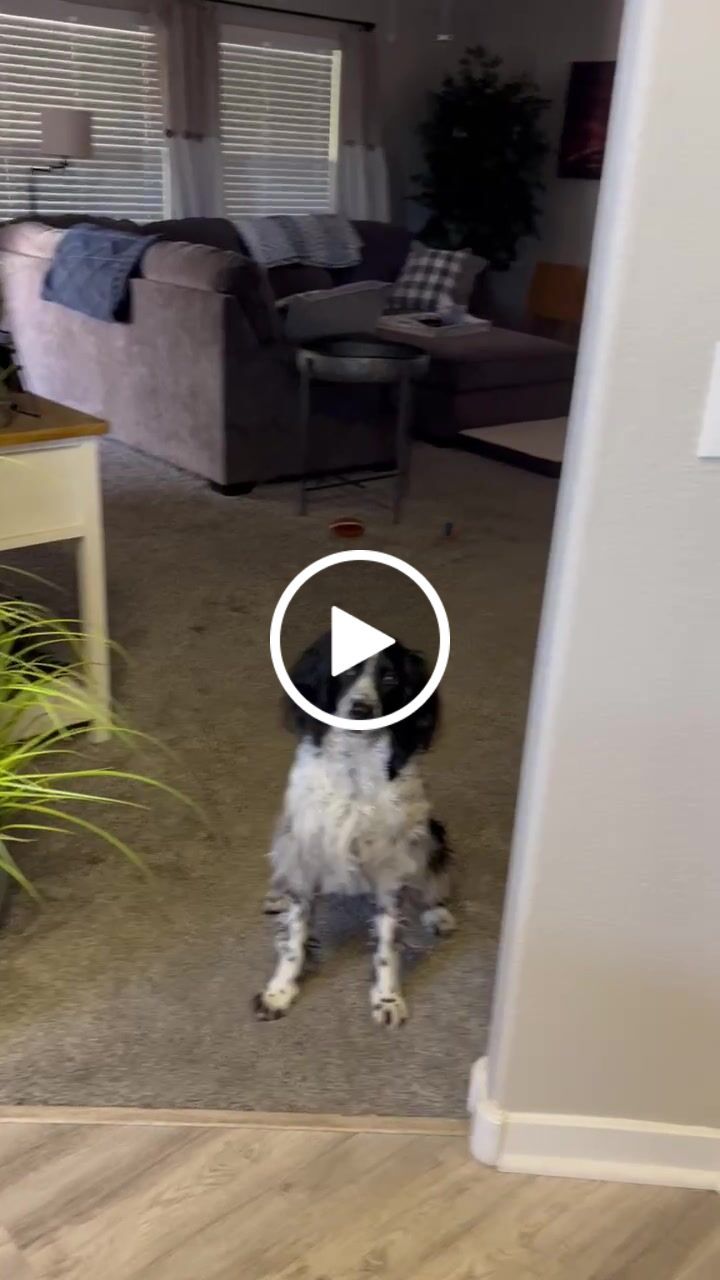 Customer video review of PB & Bacon Biscuits