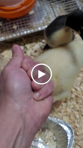 Customer video review of GrubTerra Dried Black Soldier Fly Larvae