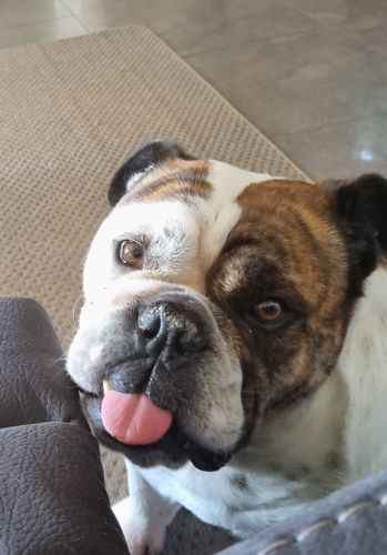 Customer photo review of Premium Doggie Wipes - Natural Skin & Coat Dog Wipes (80 Wipes)